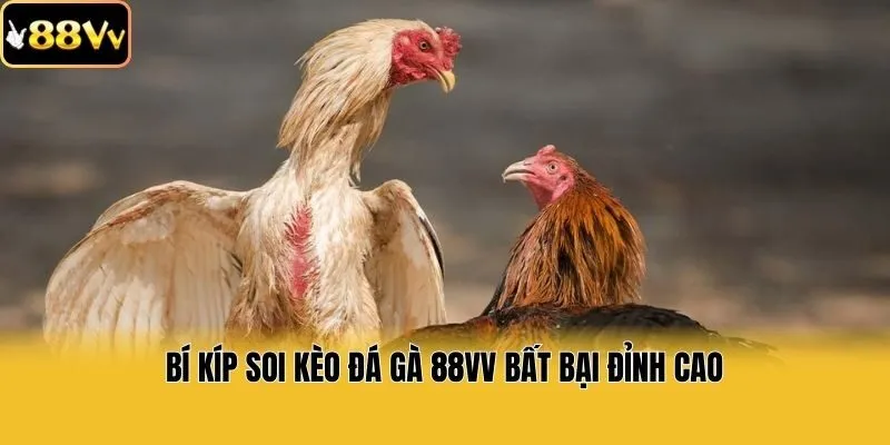 Bí kíp soi kèo đá gà 88vv bất bại đỉnh cao