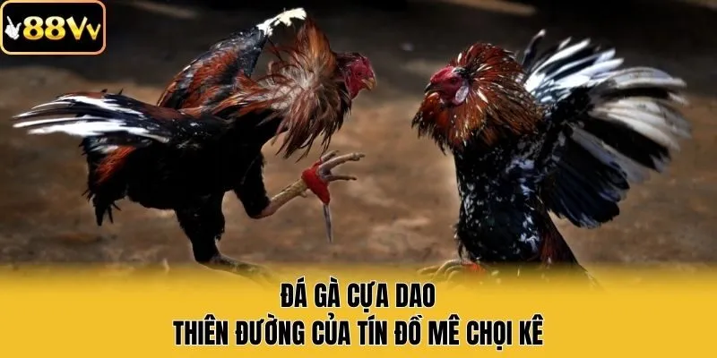 Đá Gà Cựa dao - Thiên Đường Của Tín Đồ Mê Chọi Kê