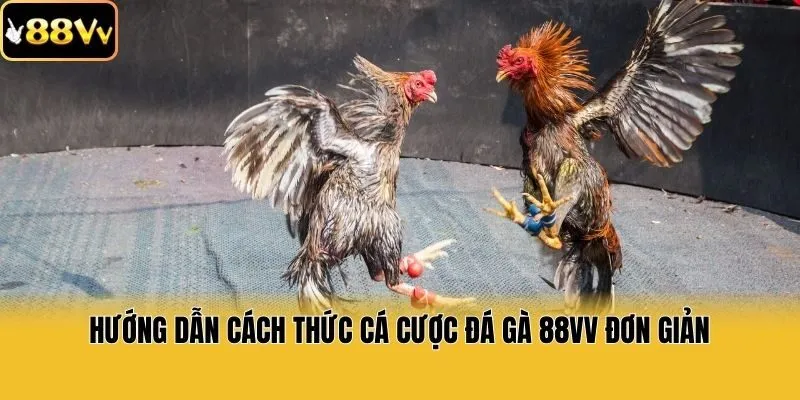 Hướng dẫn cách thức cá cược đá gà 88vv đơn giản