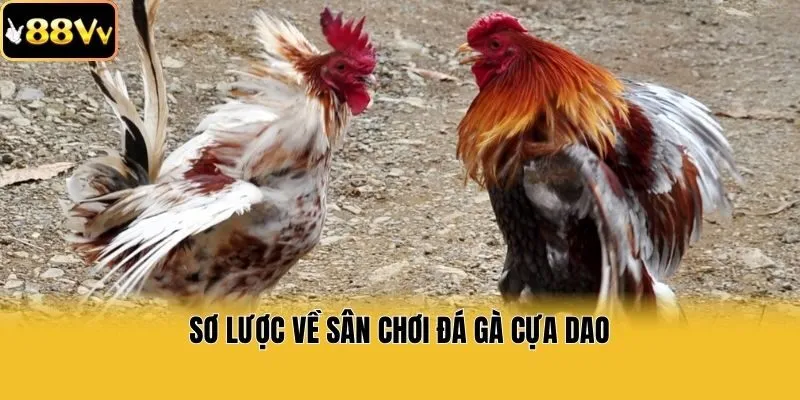Sơ lược về sân chơi đá gà cựa dao