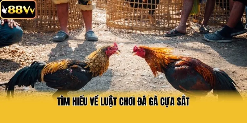 Tìm hiểu về luật chơi đá gà cựa sắt