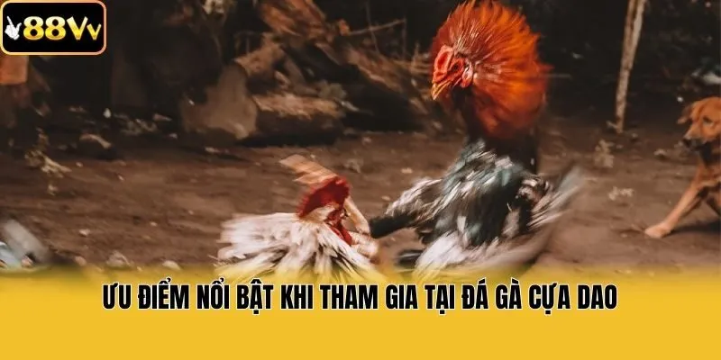 Ưu điểm nổi bật khi tham gia tại đá gà cựa dao